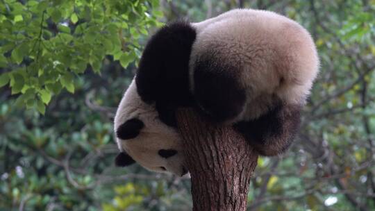 树桩顶的大熊猫后背