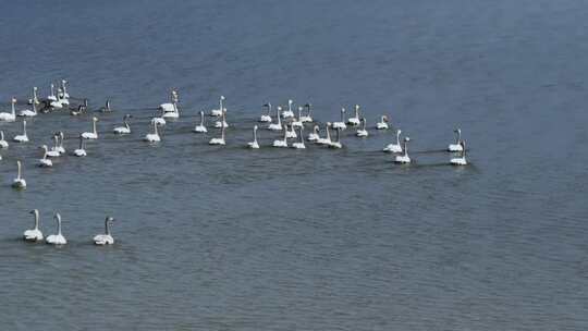 江西鄱阳湖湿地小天鹅候鸟航拍自然风光