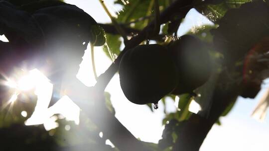 软枣猕猴桃种植视频素材模板下载