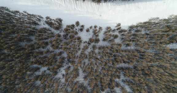 张家口崇礼雪山森林4k