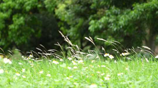微风吹拂草丛实拍