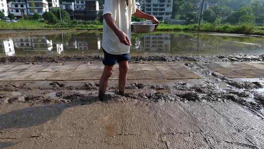 农民撒播水稻种子春天立春雨水芒种小满稻谷