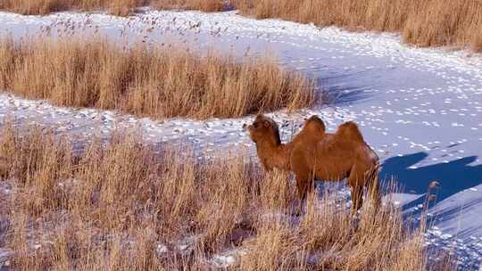 冬天草原上的骆驼视频素材模板下载