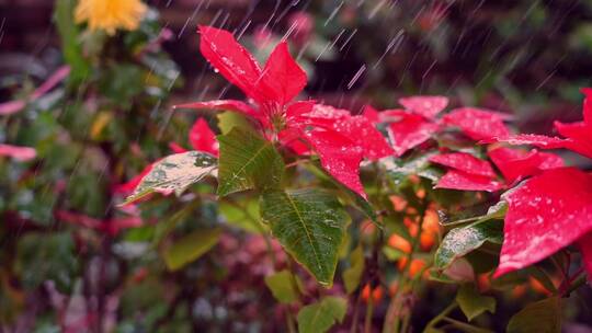 水滴慢动作 花儿水滴