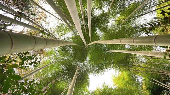 大自然风景美丽的竹海竹林竹子枝繁叶茂