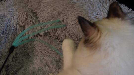 猫窝里趴卧的布偶猫视频素材模板下载