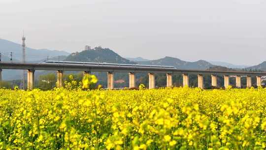 中国高铁行驶过万亩油菜花田野