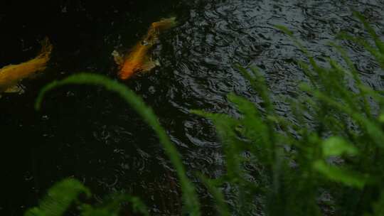 雨中鱼池锦鲤实拍