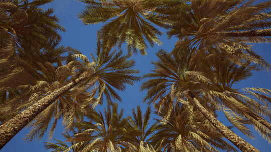海岛上的棕榈树