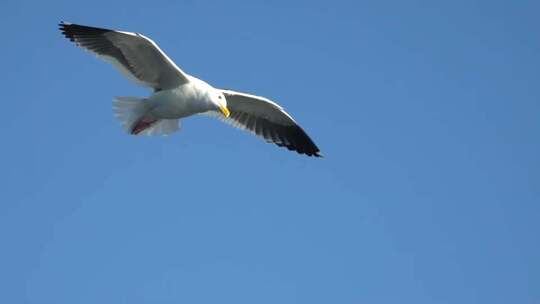 天空飞翔的白鸽、海鸥