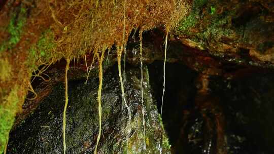 水青苔山泉水流水滴水风景森林自然大自然水