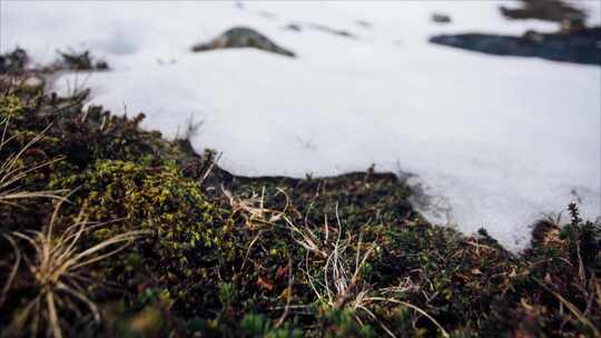 4k冬天冰雪消融延时特写