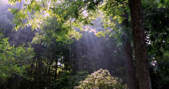 江南园林 古典园林 阳光穿透树叶唯美耶稣光