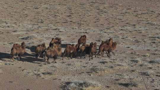 戈壁骆驼群视频素材模板下载