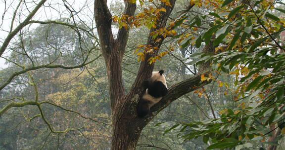 一只大熊猫坐在秋天的大树上