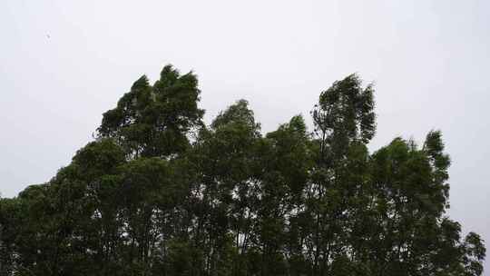 阴天森林风吹树林雨天树叶随风摇曳自然景观