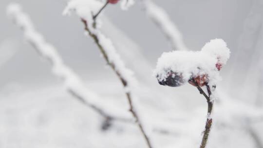 森林中白雪覆盖浆果的极端特写镜头