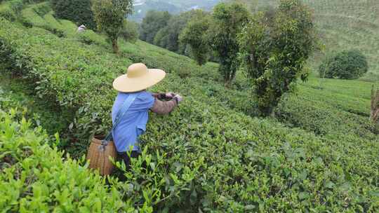 茶园里茶农在采茶叶