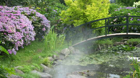 花园花海鲜花绣球花夏季夏天