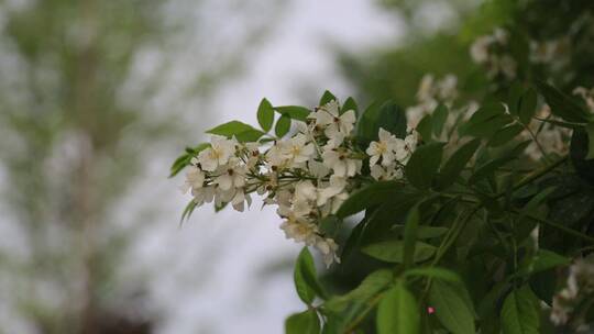 月季花特写