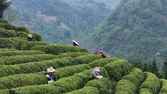 茶园采茶，春茶