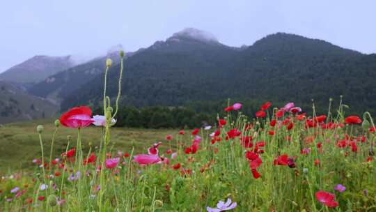 甘南川西自然风景山脉草地虞美人花