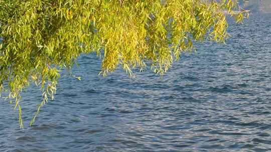 泸沽湖合集秋日湖景视频素材