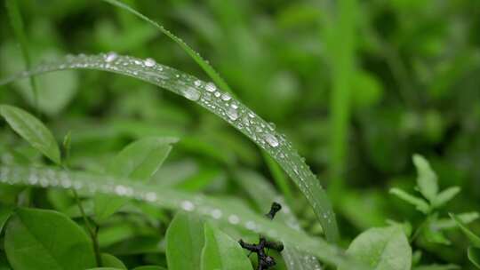 夏日雨季露珠实拍