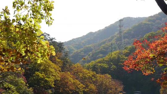 秋季枫叶风景