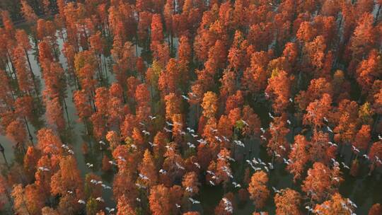湖北武汉涨渡湖湿地 候鸟迁徙