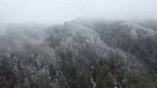 航拍湖北神农架冬季冬天冰雪雪松雪景