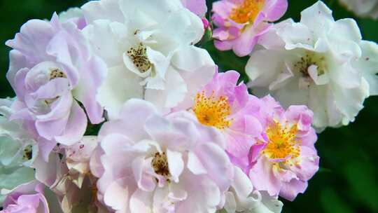 春天蔷薇花野蔷薇花朵花海自然风景视频素材模板下载