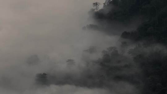 流动的浓雾弥漫覆盖森林