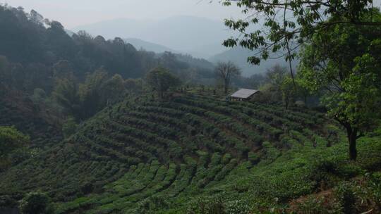 茶山视频云南普洱周边茶山种植区台地茶