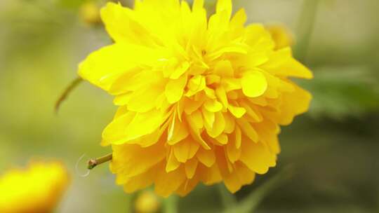 迎春花-野菊-红花檵木-李叶线菊