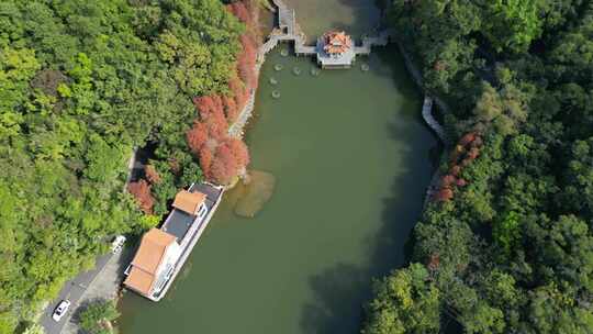 航拍广东省深圳市仙湖植物园落羽杉