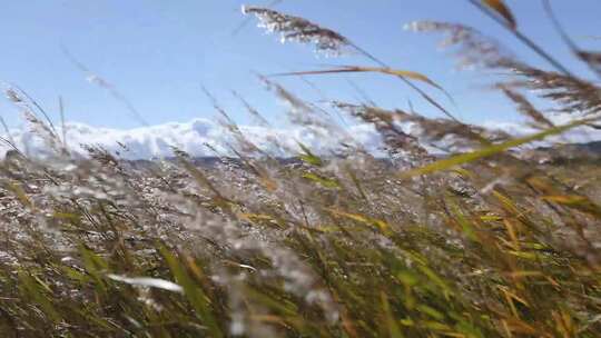 B新疆准噶尔废王城外平原上白天风吹稻草