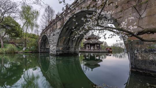 杭州西湖茅家埠黛色参天 春天樱花季 延时