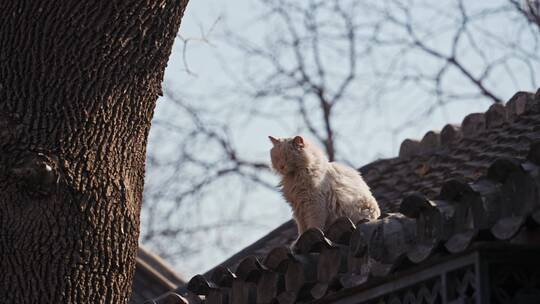 北京四合院胡同屋顶小猫流浪猫