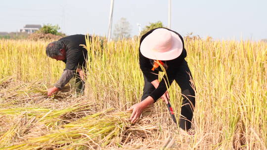 农民收割水稻稻谷