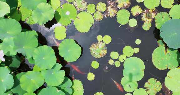 荷花池和锦鲤航拍