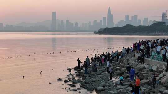 深圳湾公园观鸟人群