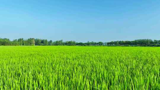美丽乡村-水稻田