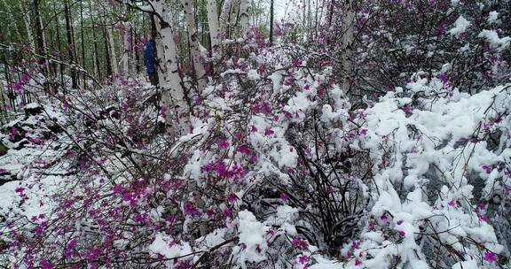 航拍雪压杜鹃（五月末杜鹃花开时普降瑞雪）