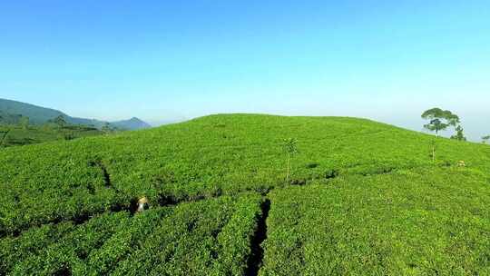 绿茶种植园