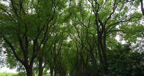 仰拍一镜到底阳光树林树技树荫大道