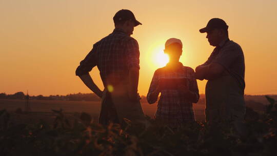 夕阳下农民正在田里用平板电脑讨论