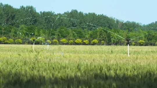 小麦灌溉喷洒