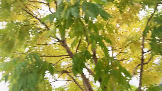 秋季马路旁白蜡树落叶视频素材模板下载