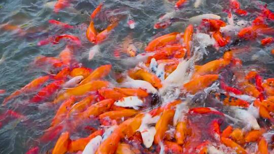 中国锦鲤观赏鱼